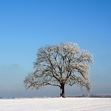 zima