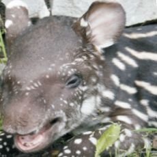 tapir