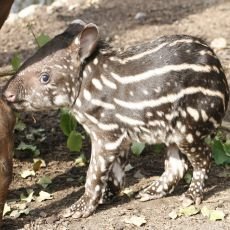 tapir