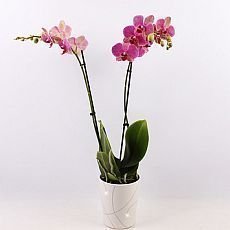 jak pstovat orchidej