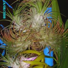 Trs rostlin tillandsia ionatha
