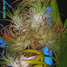 Trs rostlin tillandsia ionatha