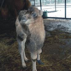 Velbloud ZOO Ostrava