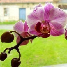 Moje neblah zkuenosti s pstovnm orchidej