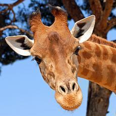 Smutn zprva z Africkho domu v ZOO Praha 