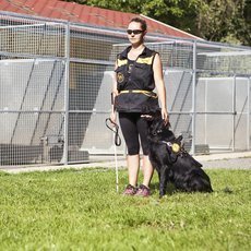 Život je pes - Trénink Život je pes - Trénink