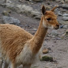 Agresivnho vikunho samce zkrotila nov druka