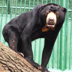 zoo-decin-medved-malajsky zoo-decin-medved-malajsky