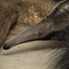 zoo-decin-mravenecnik-goya zoo-decin-mravenecnik-goya