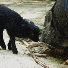 V dubnu zavtalo do ZOO DN na 10 tisc nvtvnk!