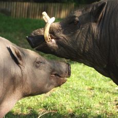 Babirusa Uli