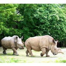 V ZOO Dvr Krlov uhynula samice vzcnho blho nosoroce