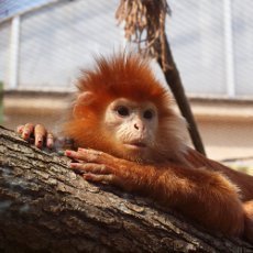 V krlovdvorsk ZOO oteveli kolosln voliru pro lidoopy