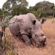 Krlovdvort nosoroci se v Keni opakovan pili