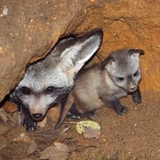 Nov chovn pr ps uatch z krlovdvorsk ZOO vyvedl mlad