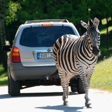 Na safari vlastnm vozem poprv v esku!