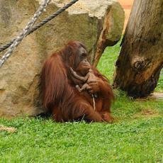Narozen orangutana bornejskho bylo tak trochu pekvapenm