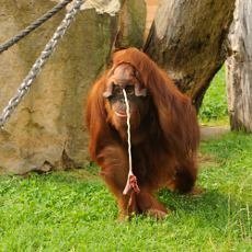 Narozen orangutana bornejskho bylo tak trochu pekvapenm