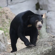 Medvdi nevd aneb Malajsk krajina v ZOO JIHLAVA