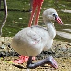 Den dt v jihlavsk ZOO ve znamen ochrany ohroench druh