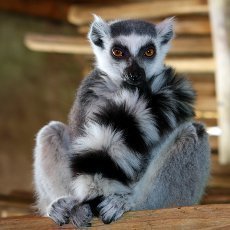 Navtivte o jarnch przdninch ZOO Jihlava