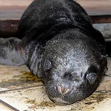 ZOO Liberec na konci lta - veern prohldka a poprockov hvzda