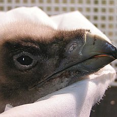 zoo-liberec-mlade-orlosupa