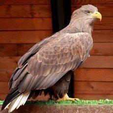 ZOO Liberec doplnila svou vjimenou kolekci dravc