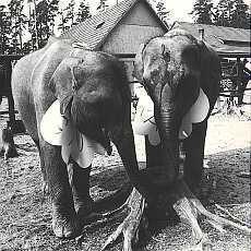 Ktiny slonic Gaur a Rn