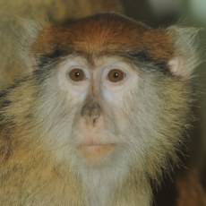 Mjov veern prohldky v ZOO Olomouc pokrauj!