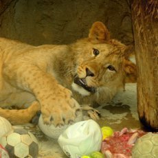 Pbh rodinky v prod ji vyhynulch berberskch lv