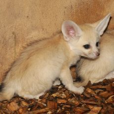 Roztomilí fenci v ZOO Olomouc