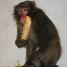 zoo-olomouc-odchyceny-makak