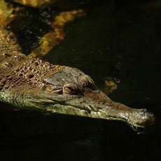 Do ostravsk ZOO picestoval uniktn druh krokodla