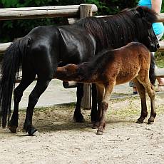 Pony shetlandsk