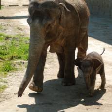 zoo-ostrava-slonice-mlade