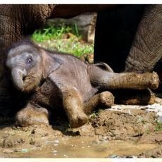 Sln, chlouba ostravsk ZOO, se s gustem vyvlelo v blt