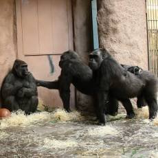 zoo-praha-bikira-poprve-s-prazskymi-gorilami zoo-praha-bikira-poprve-s-prazskymi-gorilami