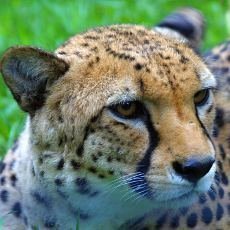 ZOO Praha pedstav na Nov rok gepard dvojata