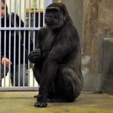 zoo-praha-gorili-samice-bikira zoo-praha-gorili-samice-bikira