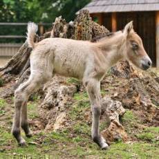 Dal prstek v chovu erbovnho zvete prask zoo kon pevalskho