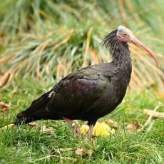 zoo-praha-ibis-skalni zoo-praha-ibis-skalni