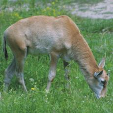 ZOO Praha