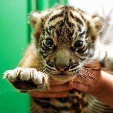 Tet generac praskch tygr sumaterskch jsou dv holky