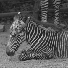 ZOO Praha ZOO Praha