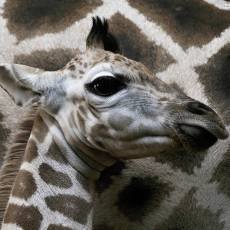 zoo-praha-zirafi-samecek- zoo-praha-zirafi-samecek-