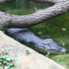 Krut incident v ZOO st nad Labem