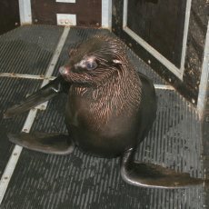ZOO ÚSTÍ: Lachtani se vrací do Prahy