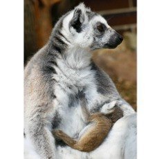 V ZOO st nad Labem pivtali ji druh mld lemura katy