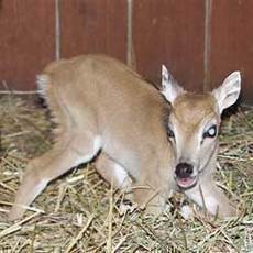 Zdail odchovy nilgau v ZOO st nad Labem